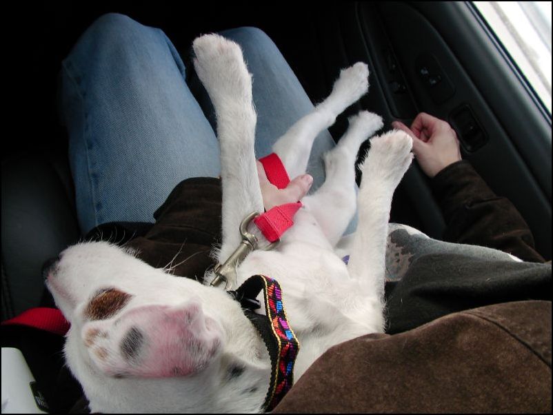 OK, this is not part of the aircraft, but we did bring her home when we visited Zenair.  Tim Ward breeds jack russel terriers and my wife has always wanted one... so here is MAPLE!